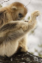 Golden Snub-nosed Monkey (Rhinopithecus roxellana) scratching, Qinling Mountain, Shaanxi Province, China