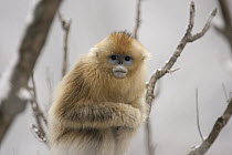 Golden Snub-nosed Monkey (Rhinopithecus roxellana), Qinling Mountain, Shaanxi Province, China