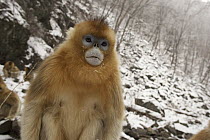 Golden Snub-nosed Monkey (Rhinopithecus roxellana) female, Qinling Mountain, Shaanxi Province, China