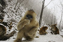 Golden Snub-nosed Monkey (Rhinopithecus roxellana) baby eating corn seed, Qinling Mountain, Shaanxi Province, China