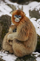Golden Snub-nosed Monkey (Rhinopithecus roxellana) mother holding baby to keep warm, Qinling Mountain, Shaanxi Province, China