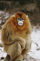 Golden Snub-nosed Monkey (Rhinopithecus roxellana) male, Qinling Mountain, Shaanxi Province, China