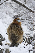 Golden Snub-nosed Monkey (Rhinopithecus roxellana) sitting in snow, Qinling Mountain, Shaanxi Province, China