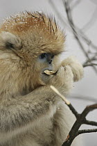 Golden Snub-nosed Monkey (Rhinopithecus roxellana) baby nibbling bark, Qinling Mountain, Shaanxi Province, China