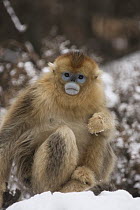 Golden Snub-nosed Monkey (Rhinopithecus roxellana) female on the snow covered ground, Qinling Mountain, Shaanxi Province, China