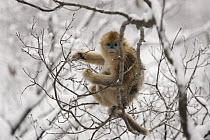 Golden Snub-nosed Monkey (Rhinopithecus roxellana) baby finding a branch to nibble the bark, Qinling Mountain, Shaanxi Province, China