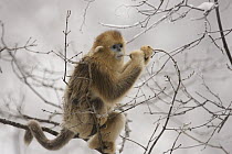 Golden Snub-nosed Monkey (Rhinopithecus roxellana) baby nibbling a tiny branch, Qinling Mountain, Shaanxi Province, China