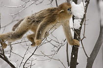 Golden Snub-nosed Monkey (Rhinopithecus roxellana) moving among the branches, Qinling Mountain, Shaanxi Province, China