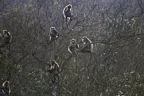 Guizhou Snub-nosed Monkey (Rhinopithecus brelichi) group in tree, Fanjing Mountain, Guizhou, China