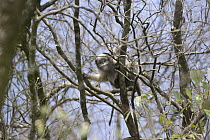 Guizhou Snub-nosed Monkey (Rhinopithecus brelichi) in trees, Fanjing Mountain, Guizhou, China