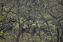 Guizhou Snub-nosed Monkey (Rhinopithecus brelichi) group in tree, Fanjing Mountain, Guizhou, China
