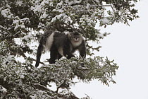 Yunnan Snub-nosed Monkey (Rhinopithecus bieti) in trees, Mangkang, Tibet