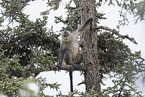 Yunnan Snub-nosed Monkey (Rhinopithecus bieti) in tree, Mangkang, Tibet, China