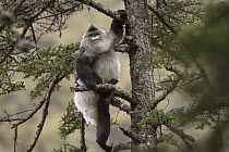 Yunnan Snub-nosed Monkey (Rhinopithecus bieti) male climbing tree, Mangkang, Tibet, China