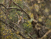 Golden Snub-nosed Monkey (Rhinopithecus roxellana) in tree, China