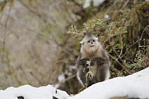 Yunnan Snub-nosed Monkey (Rhinopithecus bieti) holding lichen, Baima Snow Mountain, Yunnan, China