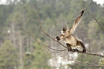 Yunnan Snub-nosed Monkey (Rhinopithecus bieti) reaching out for young shoots of the trees, Baima Snow Mountain, Yunnan, China