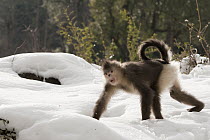 Yunnan Snub-nosed Monkey (Rhinopithecus bieti) walking through snow, Baima Snow Mountain, Yunnan, China