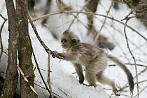 Yunnan Snub-nosed Monkey (Rhinopithecus bieti) baby walking through snow, Baima Snow Mountain, Yunnan, China