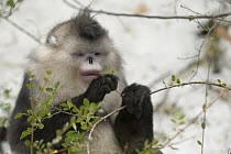Yunnan Snub-nosed Monkey (Rhinopithecus bieti) picking young leaves to eat, Baima Snow Mountain, Yunnan, China