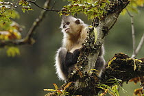 Yunnan Snub-nosed Monkey (Rhinopithecus bieti) in tree, Baima Snow Mountain, Yunnan, China