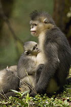 Yunnan Snub-nosed Monkey (Rhinopithecus bieti) baby nursing in its mother arms, Baima Snow Mountain, Yunnan, China