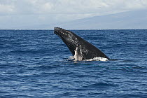 Humpback Whale (Megaptera novaeangliae) breaching, Maui, Hawaii - notice must accompany publication; photo obtained under NMFS permit 0753-1599