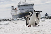 Chinstrap Penguin (Pygoscelis antarctica) group walking near cruise ship, Antarctica