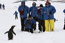 Gentoo Penguin (Pygoscelis papua) being photographed by tourists, Antarctica