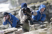 Rockhopper Penguin (Eudyptes chrysocome) being photographed by tourists, Antarctica