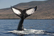 Humpback Whale (Megaptera novaeangliae) tail, Maui, Hawaii - notice must accompany publication; photo obtained under NMFS permit 0753-1599