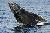 Humpback Whale (Megaptera novaeangliae) breaching, Maui, Hawaii - notice must accompany publication; photo obtained under NMFS permit 0753-1599