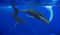 Humpback Whale (Megaptera novaeangliae) female courted by cooperating causesd bubbles by slapping surface with pectoral fin, Maui, Hawaii - notice must accompany publication; photo obtained under NMFS...