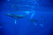 Humpback Whale (Megaptera novaeangliae) male blowing bubbles to attract female in foreground, in team-based mating beha vior, Maui, Hawaii - notice must accompany publication; photo obtained under NMF...