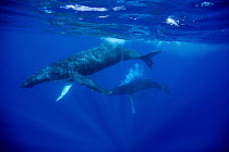 Humpback Whale (Megaptera novaeangliae) male blowing bubbles to attract female in foreground, in team-based mating beha vior, Maui, Hawaii - notice must accompany publication; photo obtained under NMF...