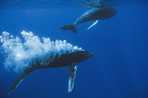 Humpback Whale (Megaptera novaeangliae) male pursuing and blowing bubbles to attract female, in team-based mating behav ior, Maui, Hawaii - notice must accompany publication; photo obtained under NMFS...