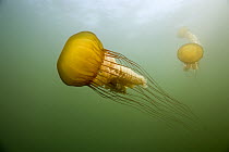 Pacific Sea Nettle (Chrysaora fuscescens) pair, Monterey Bay, California