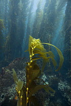 Giant Kelp (Macrocystis pyrifera) forest, San Clemente Island, Channel Islands, California