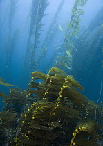 Giant Kelp (Macrocystis pyrifera) forest, San Clemente Island, Channel Islands, California
