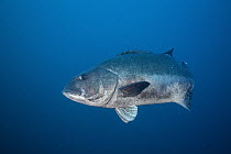 Giant Sea Bass (Stereolepis gigas), San Clemente Island, Channel Islands, California