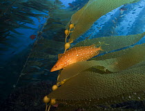 Giant Kelpfish (Heterostichus rostratus) in kelp forest, San Clemente Island, Channel Islands, California