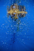Giant Kelp (Macrocystis pyrifera) leaves floating on surface, offering protection for many different small fish, San Diego, California