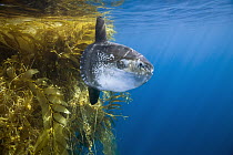 Ocean Sunfish (Mola mola) and Giant Kelp (Macrocystis pyrifera) paddy, San Diego, California