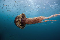 Black Sea Nettle (Chrysaora achlyos), Coronado Islands, Baja California, Mexico
