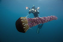 Black Sea Nettle (Chrysaora achlyos) photographed by diver, Coronado Islands, Baja California, Mexico