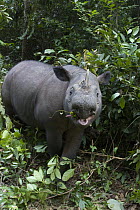 Sumatran Rhinoceros (Dicerorhinus sumatrensis) browsing, Sumatran Rhino Sanctuary, Way Kambas National Park, Indonesia