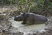 Sumatran Rhinoceros (Dicerorhinus sumatrensis) cooling off in mud wallow during midday heat, Sumatran Rhino Sanctuary, Way Kambas National Park, Indonesia