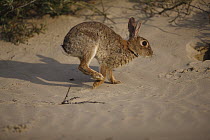 European Rabbit (Oryctolagus cuniculus) running in sand, Picardie, France