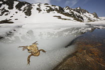 European Toad (Bufo bufo) pair in amplexus in breeding pool eighteen hundred meters high in the Alps, France