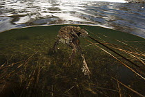 European Toad (Bufo bufo) pair in breeding pool eighteen hundred meters high in the Alps, France